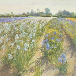 Blauwe en witte irissen, Wortham